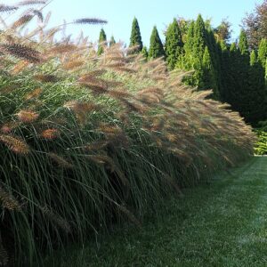 Pennisetum alopecuroides ‘Hameln’ – foto illustrativa della pianta
