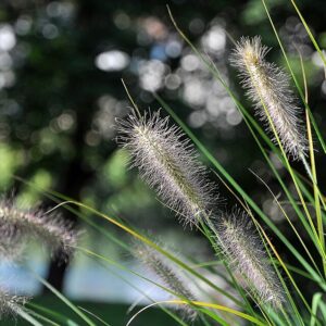Pennisetum alopecuroides (compressum) – foto illustrativa della pianta