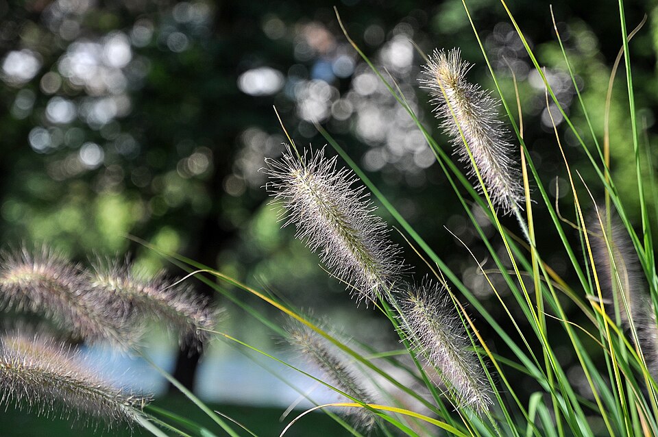 Pennisetum alopecuroides (compressum) – foto illustrativa della pianta