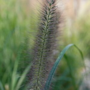 Pennisetum alopecuroides ‘Red Head’