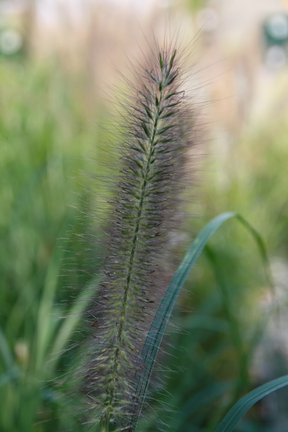 Pennisetum alopecuroides ‘Red Head’