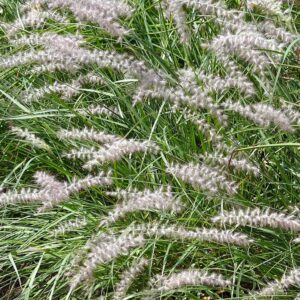 Pennisetum orientale – foto illustrativa della pianta