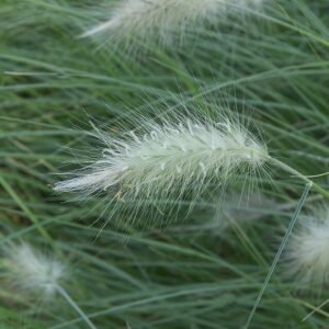 Pennisetum villosum – foto illustrativa della pianta