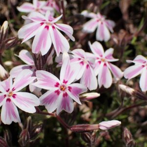 Phlox subulata ‘Candy Stripes’ – foto illustrativa della pianta