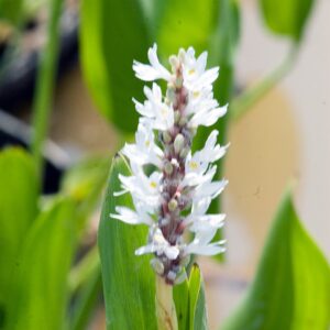 Pontederia cordata ‘Alba’ – foto illustrativa della pianta