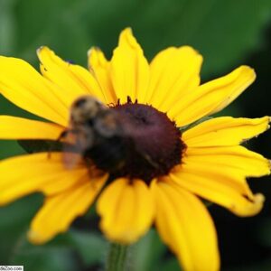 Rudbeckia hyrta ‘Indian Summer’ – foto illustrativa della pianta