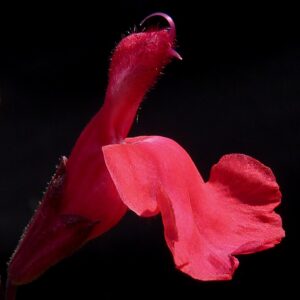 Salvia greggii ‘Desert Blaze’