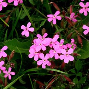 Saponaria ocymoides – foto illustrativa della pianta