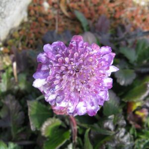 Scabiosa ‘Butterfly Blue’ – foto illustrativa della pianta