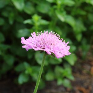 Scabiosa ‘Pink Mist’ – foto illustrativa della pianta