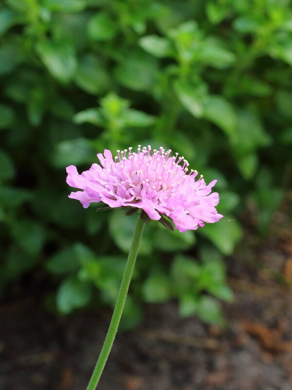 Scabiosa ‘Pink Mist’ – foto illustrativa della pianta
