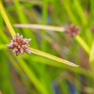 Scirpus mucronatus