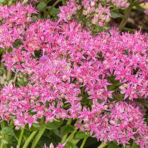 Sedum spectabilis ‘Autumn Joy’ – foto illustrativa della pianta