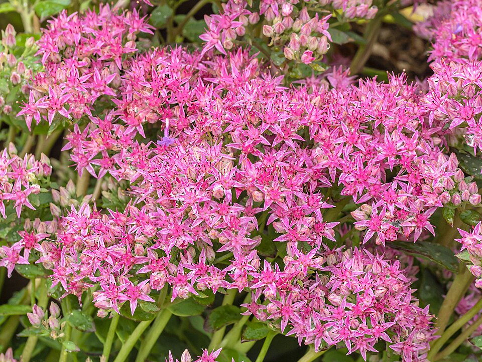Sedum spectabilis ‘Autumn Joy’ – foto illustrativa della pianta