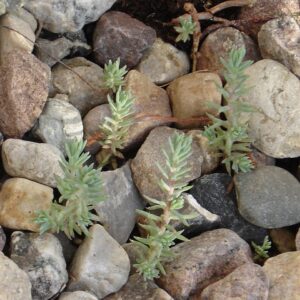 Sedum reflexum – foto illustrativa della pianta