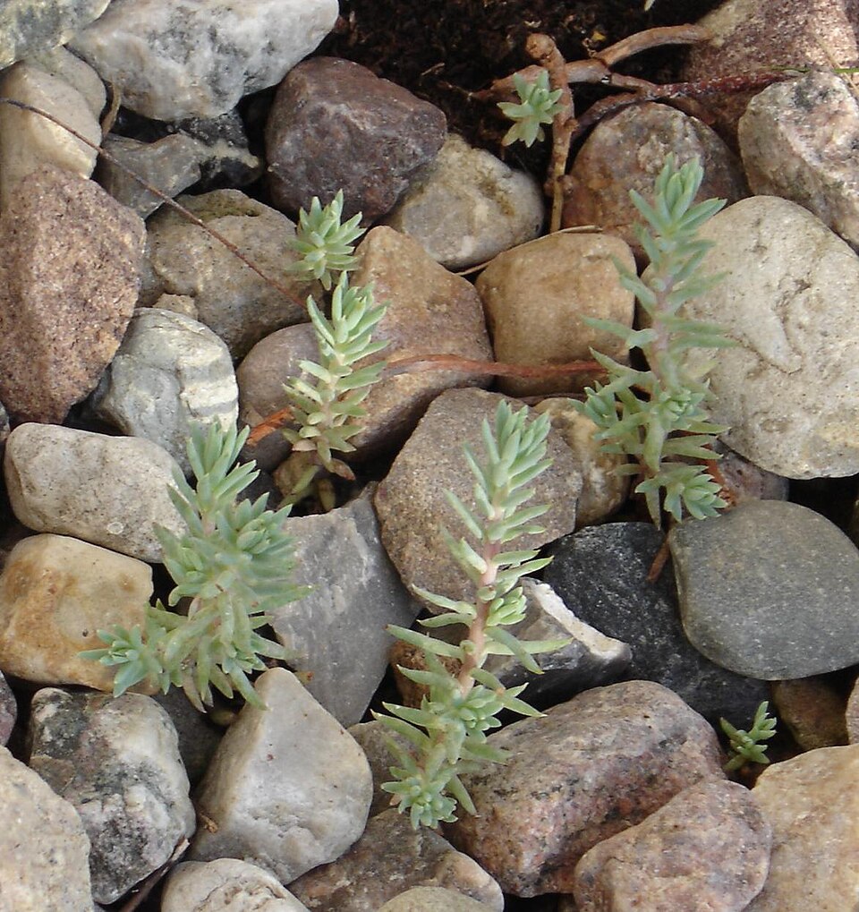 Sedum reflexum – foto illustrativa della pianta