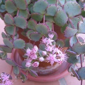 Sedum sieboldi