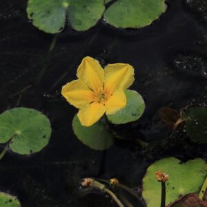 Nymphoides peltata – foto illustrativa della pianta