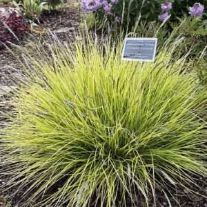 Sesleria autumnalis – foto illustrativa della pianta