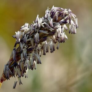 Sesleria caerulea – foto illustrativa della pianta