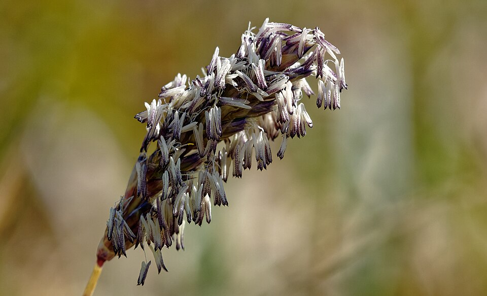 Sesleria caerulea – foto illustrativa della pianta
