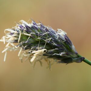 Sesleria heufleriana – foto illustrativa della pianta