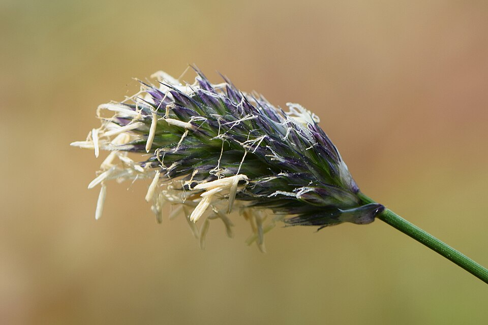 Sesleria heufleriana – foto illustrativa della pianta