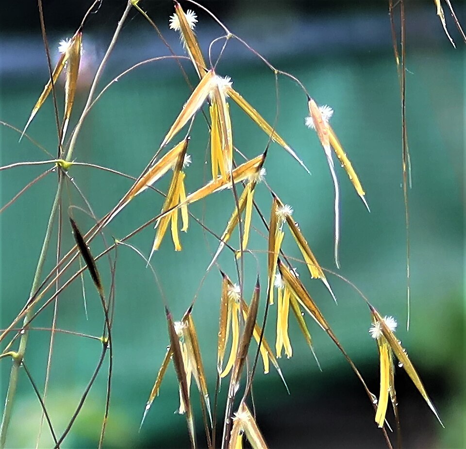 Stipa gigantea – foto illustrativa della pianta