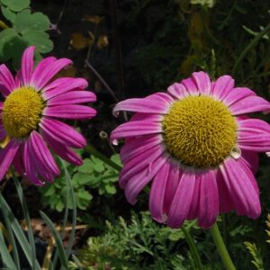 Tanacetum coccineum ‘Garden Treasure’ – foto illustrativa della pianta