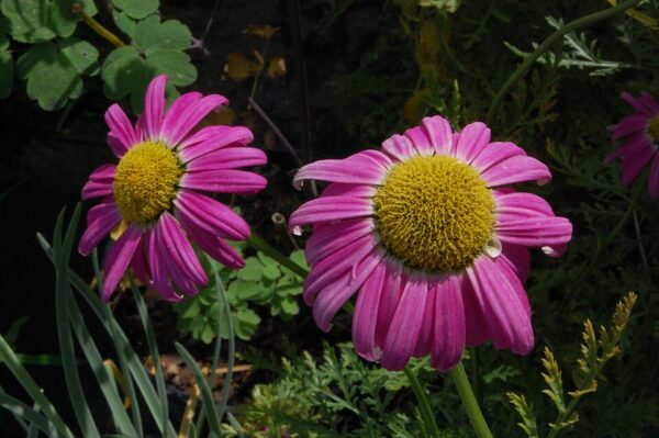 Tanacetum coccineum ‘Garden Treasure’ – foto illustrativa della pianta