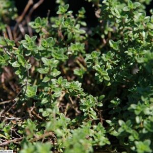 Thymus citriodorus ‘Doone Valley’ – foto illustrativa della pianta