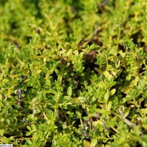 Thymus praecox ‘Albiflorus’ – foto illustrativa della pianta
