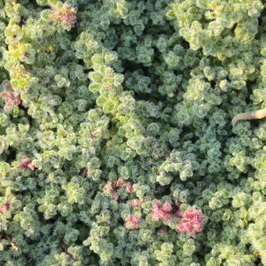 Thymus praecox pseudolanungininosus