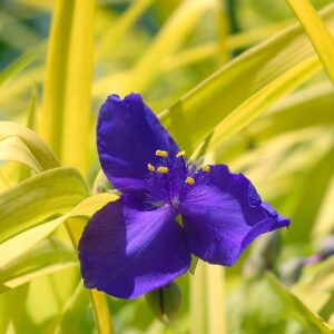 Tradescantia ‘Sweet Kate’ – foto illustrativa della pianta