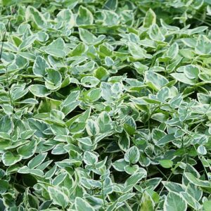 Vinca major ‘Variegata’ – foto illustrativa della pianta