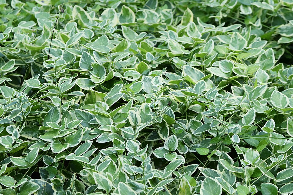 Vinca major ‘Variegata’ – foto illustrativa della pianta