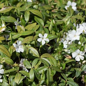 Vinca minor ‘Alba’ – foto illustrativa della pianta