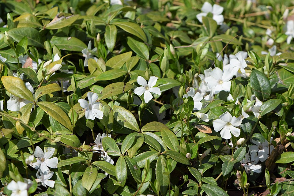 Vinca minor ‘Alba’ – foto illustrativa della pianta