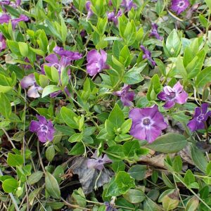 Vinca minor ‘Atropurpurea’ – foto illustrativa della pianta