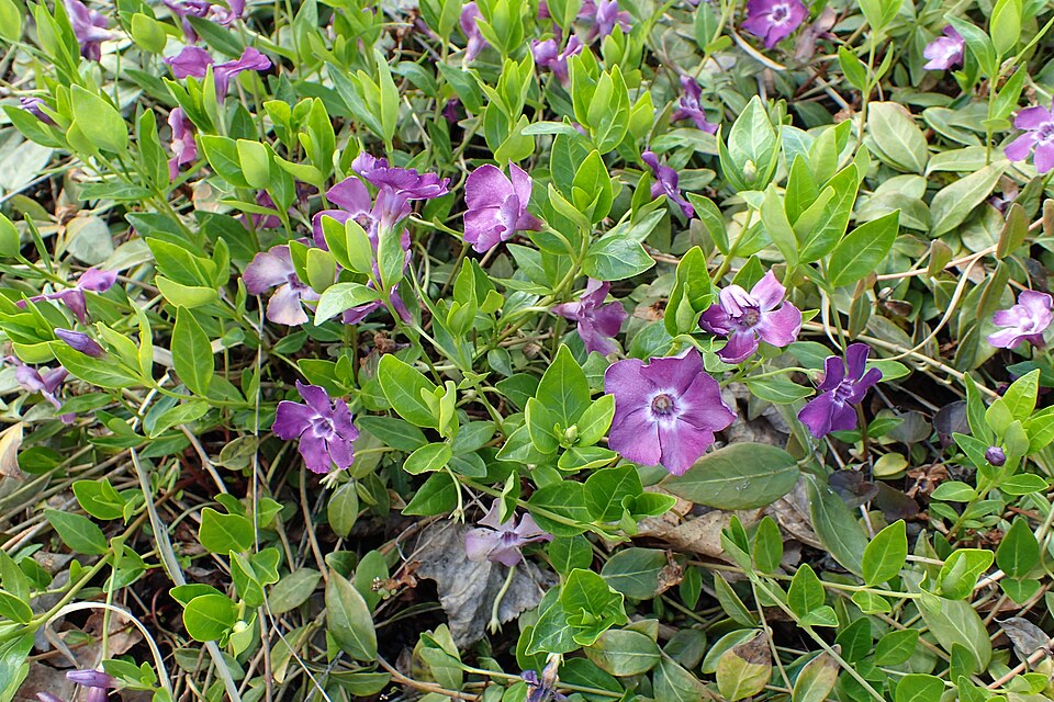 Vinca minor ‘Atropurpurea’ – foto illustrativa della pianta