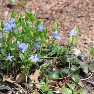 Vinca minor ‘La Grave’ [Bowles] – foto illustrativa della pianta