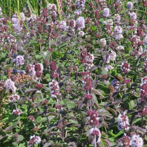 Mentha aquatica – foto illustrativa della pianta