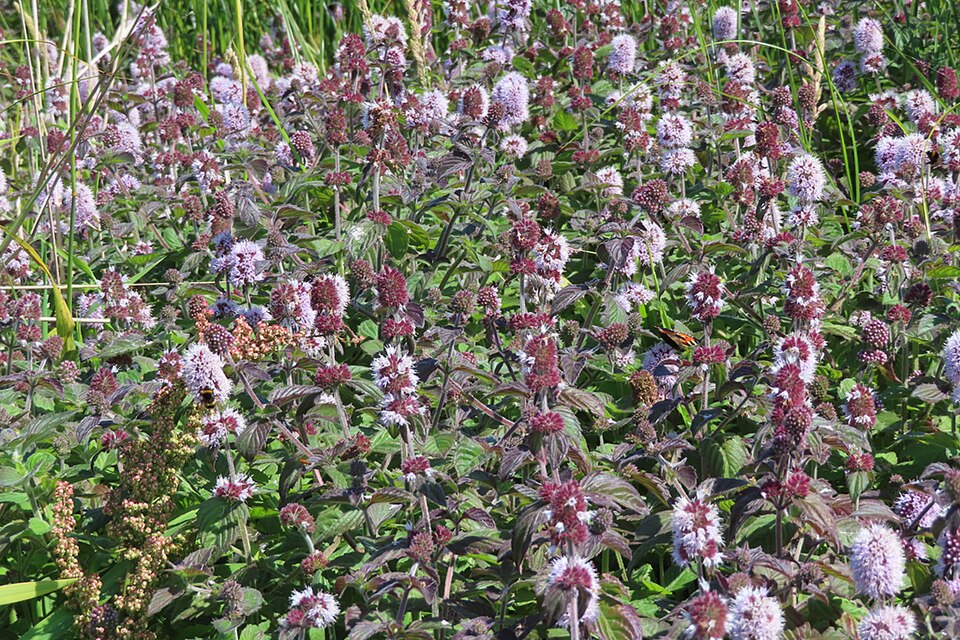 Mentha aquatica – foto illustrativa della pianta
