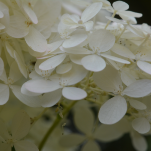 Hydrangea paniculata ‘Limelight’ ® – foto illustrativa della pianta