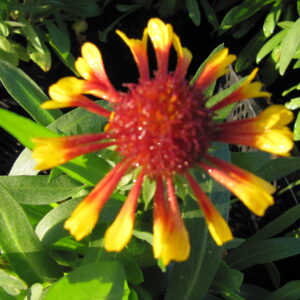 Gaillardia aristata ‘Lucky Wheeler’ ®