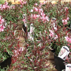 Gaura lindheimeri ‘Passionate Blush’ ®