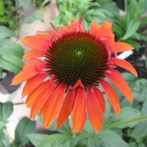 Echinacea ‘Hot Lava’ ®