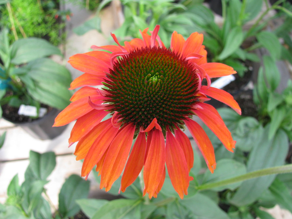 Echinacea ‘Hot Lava’ ®