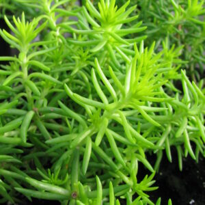 Sedum reflexum ‘Angelina’