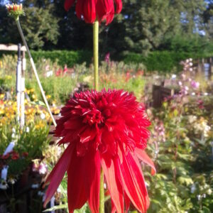 Echinacea ‘Eccentric’ ®
